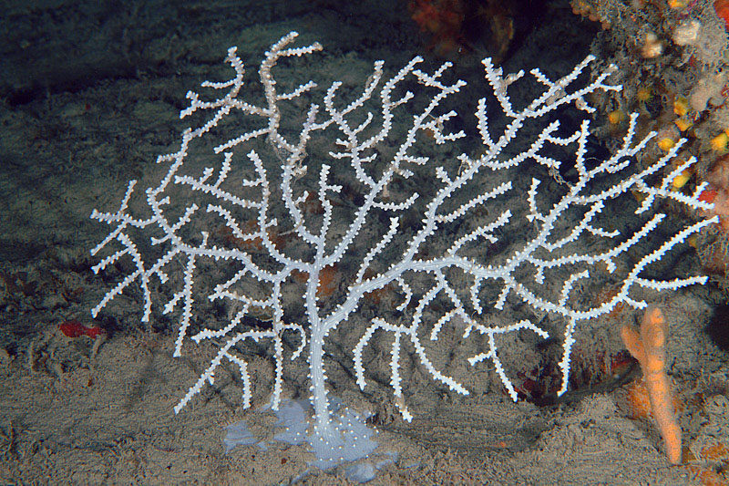 Tedania anhelans (Lieberkun, 1859) e Aplysina cavernicola